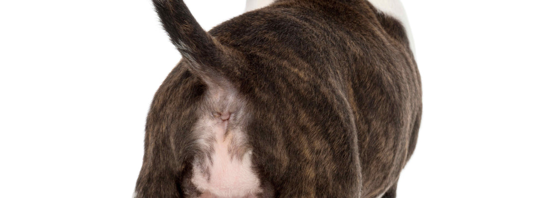 Analdrüsen-Probleme beim Hund? So helfen Sie!