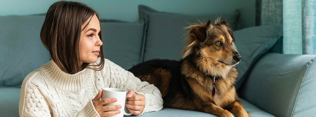Hund vermisst? Wichtige Tipps!
