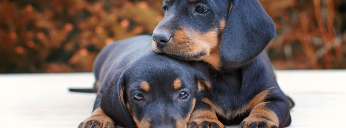 Sexualität bei Hunden - ein instinktiver Trieb
