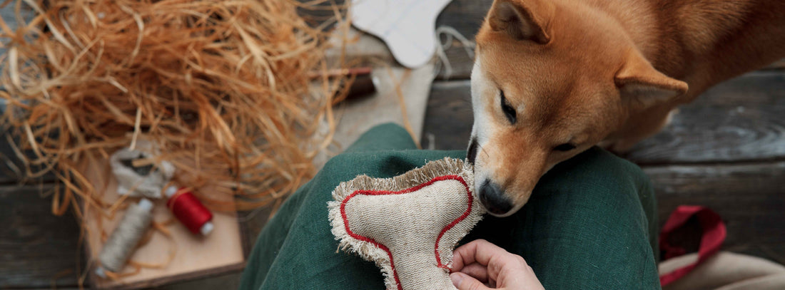 Diy Futterspielzeug für den Hund
