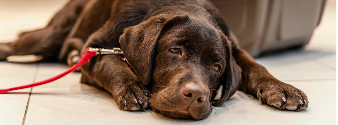 Hund Blut im Urin: Ursachen & Lösungen