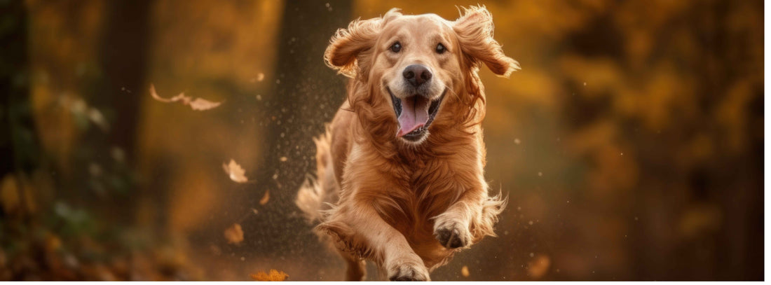 Tricks und Spaß mit dem Hund: Tipps für mehr Action