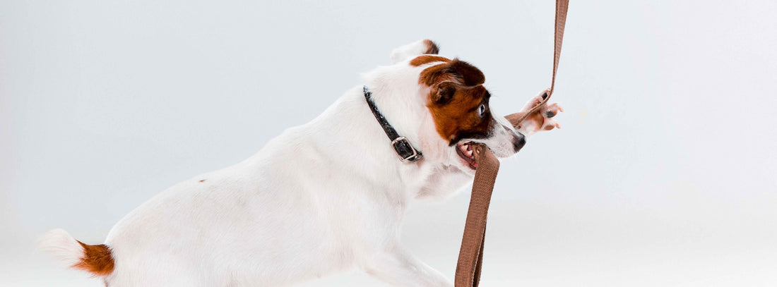Entspannt an der Hunde Leine - Ein Ratgeber für ältere Hundehalter