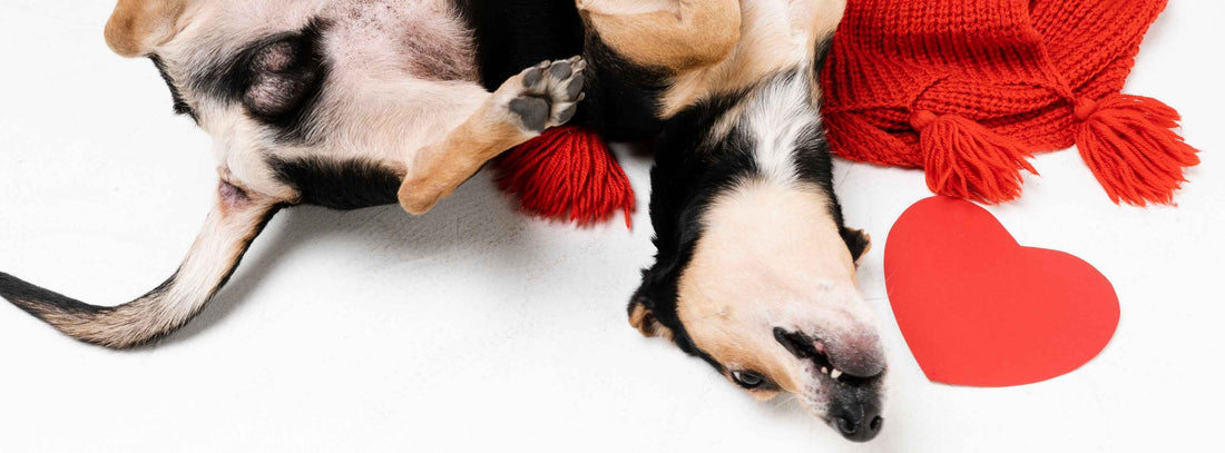Valentinstag Hunde und deren Geschenke