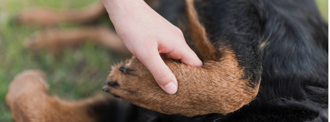 Tellington TTouch für Hunde Entspannung & Vertrauen