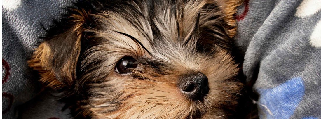 Pyodermie beim Hund: Ursachen, Symptome und Behandlung
