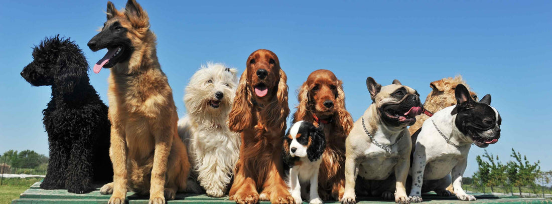 Schaum-Erbrechen beim Hund? So helfen Sie richtig!