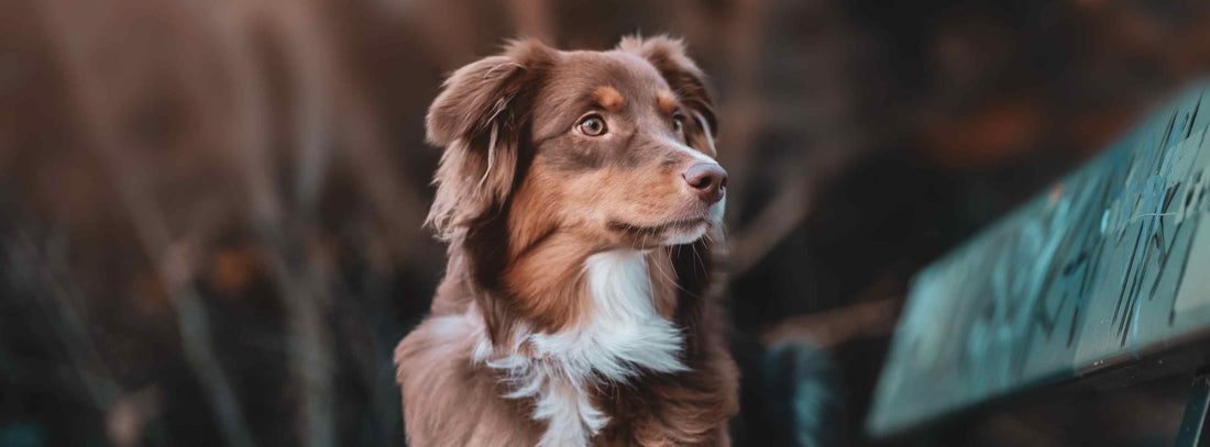 Tränende Augen beim Hund? Ursachen & Hilfe!