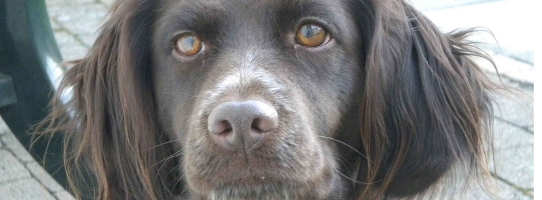 Glücklicher Hund