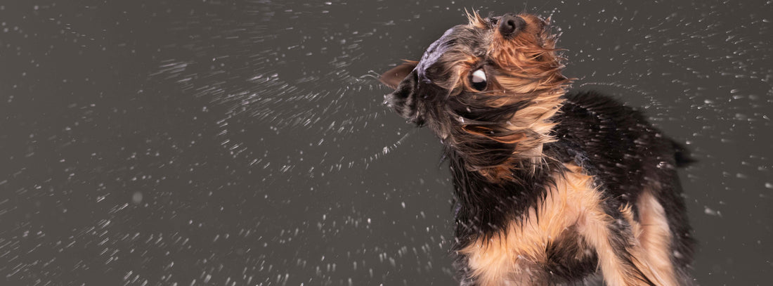 Ihr Hund ist nass. Jetzt zählt echte Fürsorge.