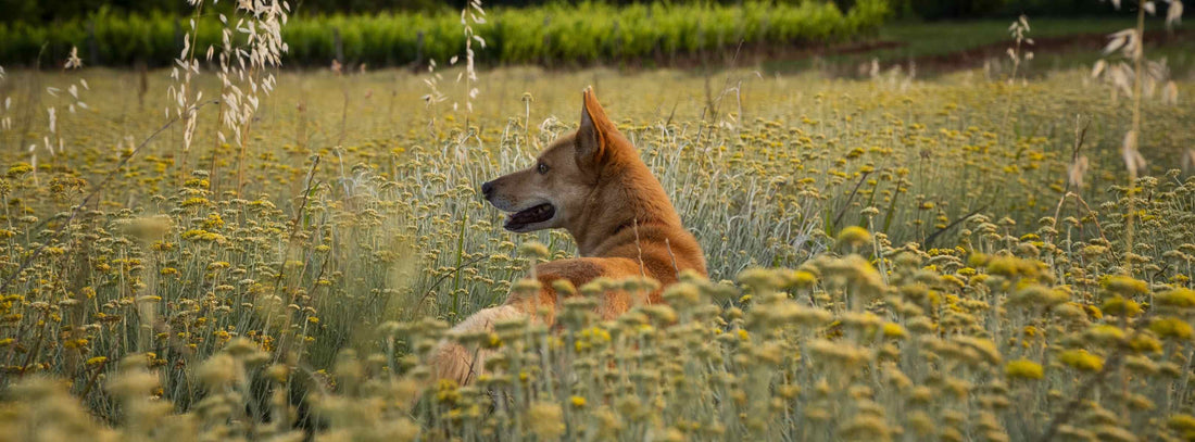 Mit seinem Hund gemeinsam wachsen: Training, Nähe & Natur erleben