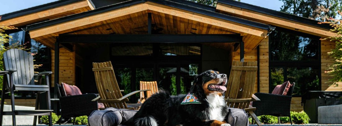 Hundebett reinigen – So bleibt es hygienisch und bequem