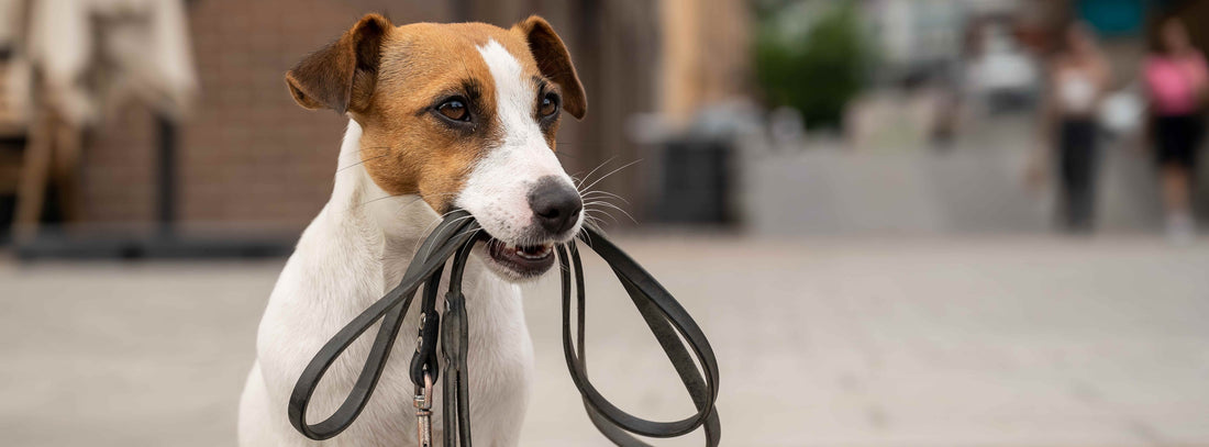 kleiner Hund mit Leine im Maul