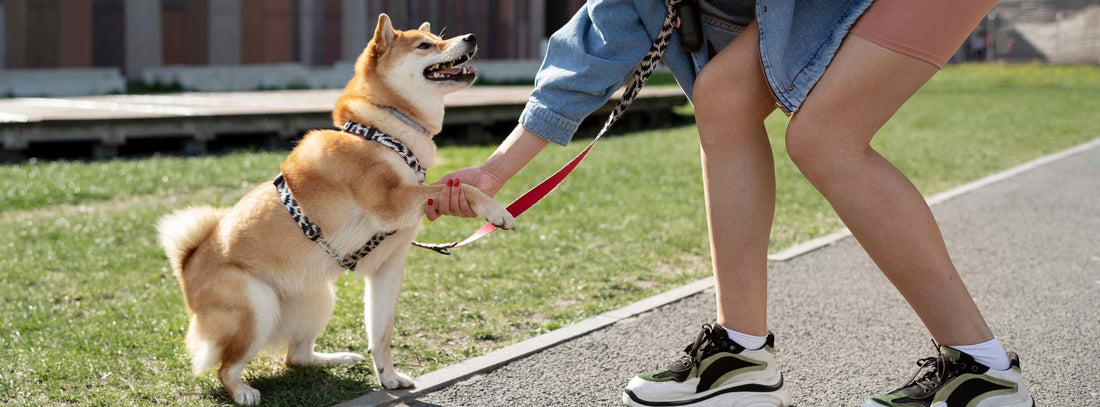 Entspannt an der Leine: Ihrem Hund mit Vertrauen das Ziehen abgewöhnen
