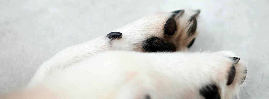 Pfotenpflege Hund: Entdecken Sie wichtige Pflegetipps für Ihren Hund