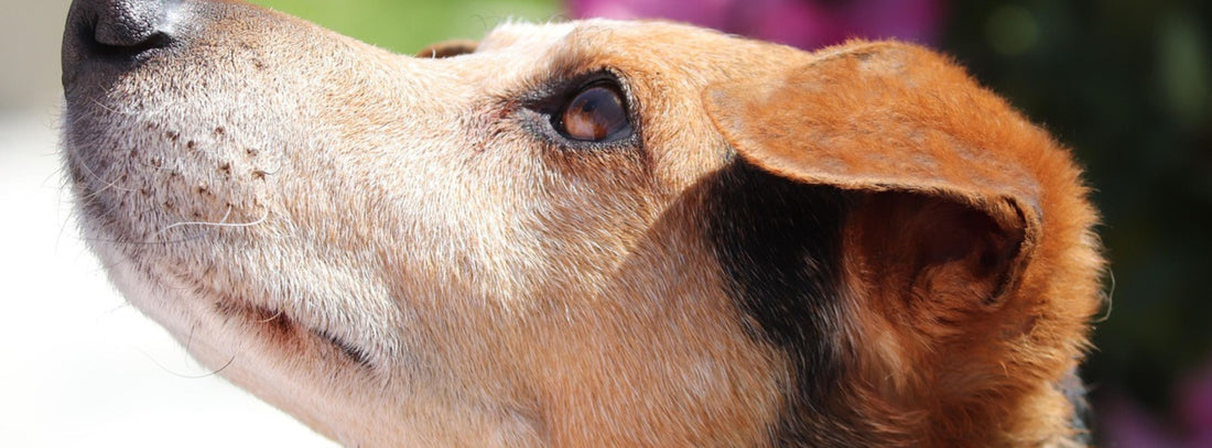 Tierfoto Hundefoto