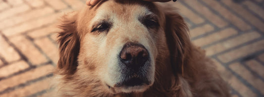 5 Tipps, um den Alltag eines alten Hundes zu erleichtern eddy-shop