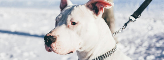 Die Rasse „Kampfhund“ gibt es nicht