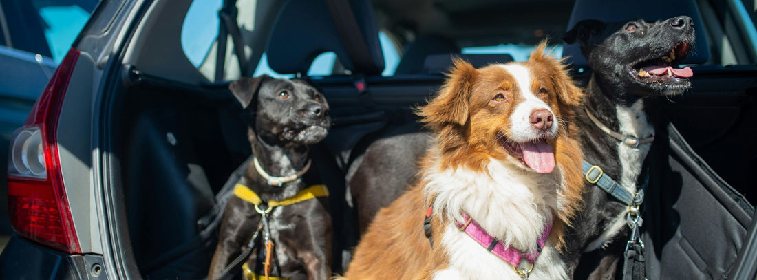 Reisen mit Hund: Darauf sollten Sie unbedingt achten