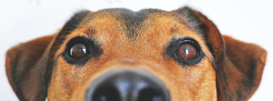 https://www.eddy-shop.de/blogs/ratgeber/hund-versorgen-so-sparen-sie-zeit-geld-ohne-bei-der-fuersorge-kompromisse-zu-machen mit Eddy Shop