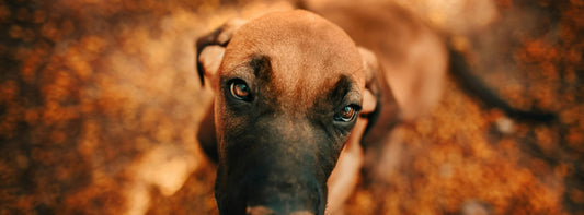 Hund mit braunem Fell schaut direkt in die Kamera. eddy-shop.de