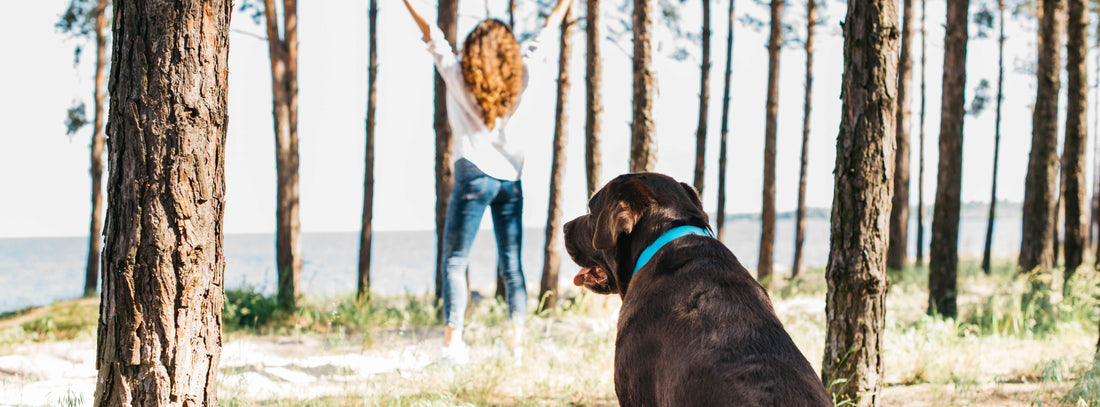 Einen sicheren und nachhaltigen Rückruf mit Ihrem Hund finden.