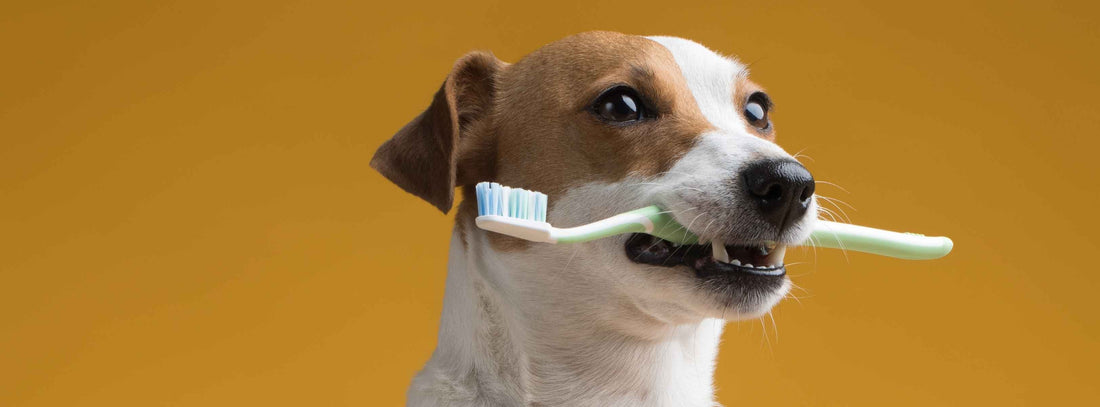 Hunde Zähne putzen: Zahnbürste oder Dental Spray?