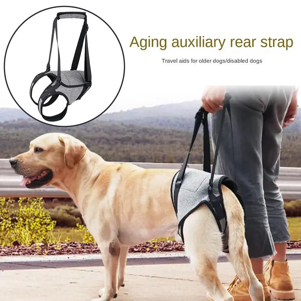 Buggy/Fahrradkorb fr Hunde