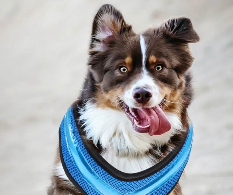 Beleuchtetes Hundegeschirr – Sicherheit bei Nacht