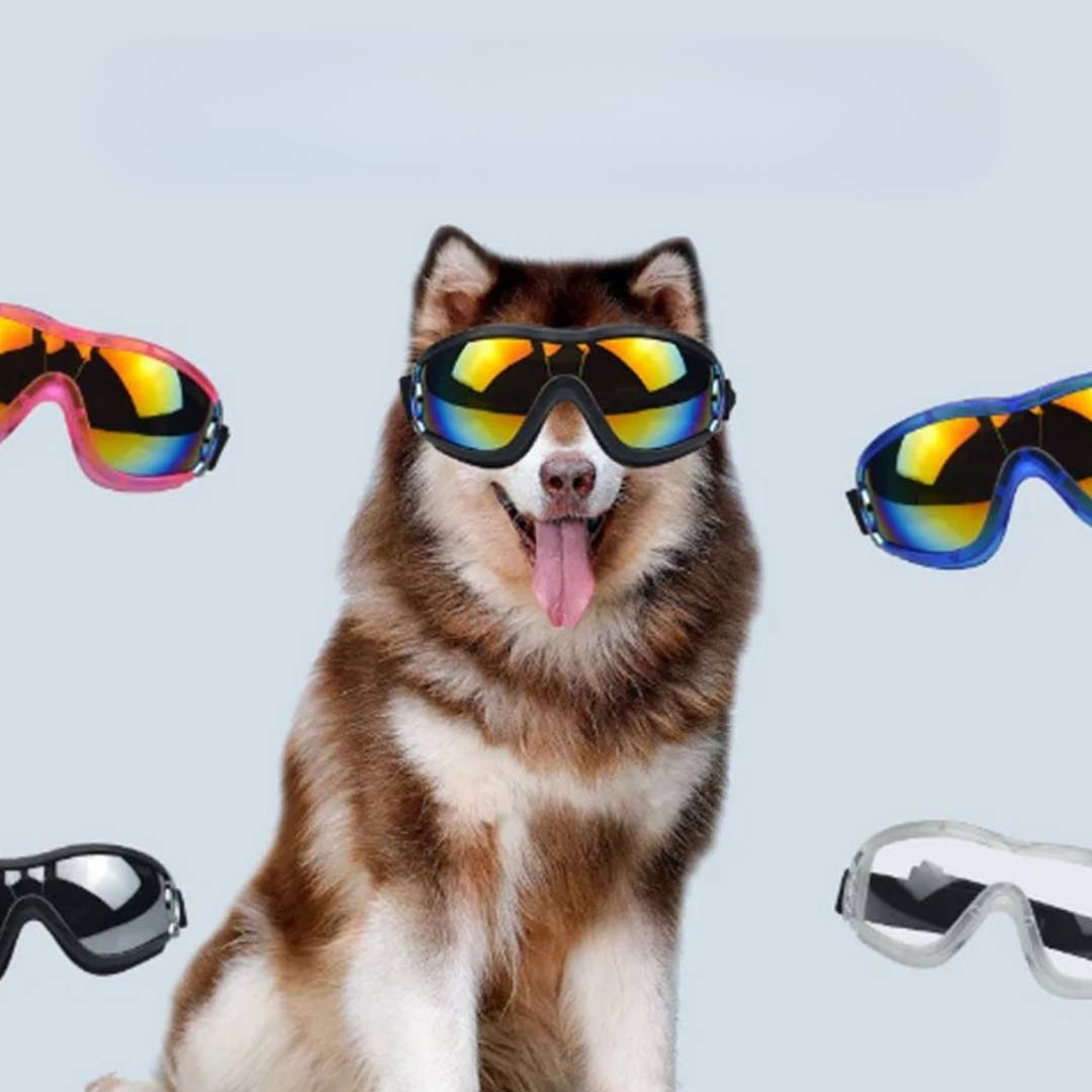 fahrradbrille hund Hundebrille Cabrio kaufen – Perfekt für jede Fahrt