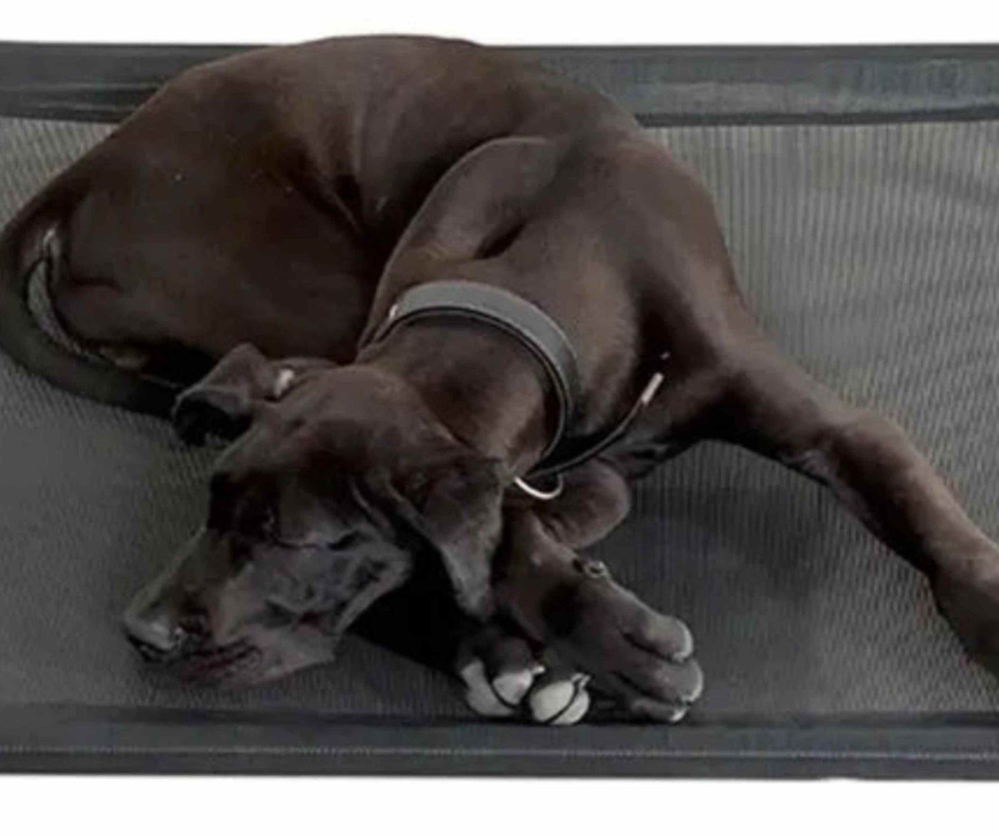 Hundehochbett „Recken. Strecken. König sein. 👑