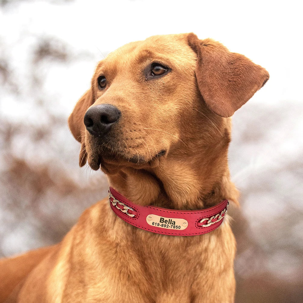 Hunde Halsband, mit wunderschönem und hochwertigem Leder, mit Edelstahlplatte und nach Wunsch mit kostenloser Gravur!