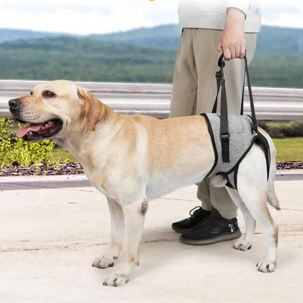 Hundetragehilfe – Hundeliftgeschirr für verletzte  Hinterbeine