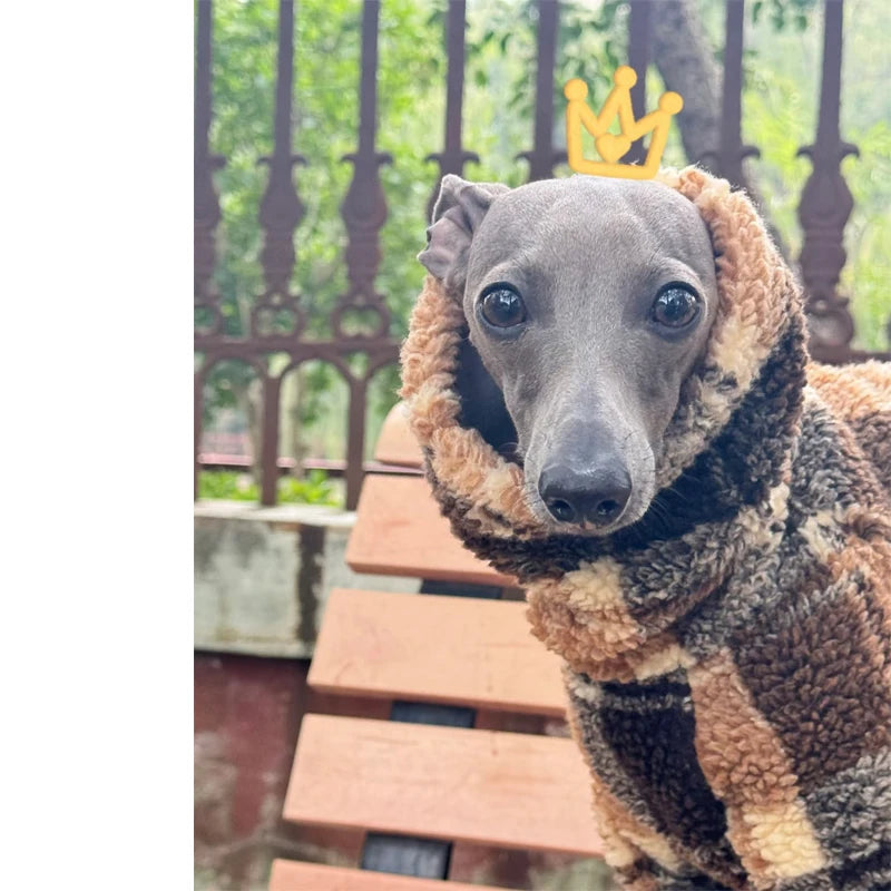 „Windhund trägt warmen Fleece-Overall beim Spaziergang im Winter“