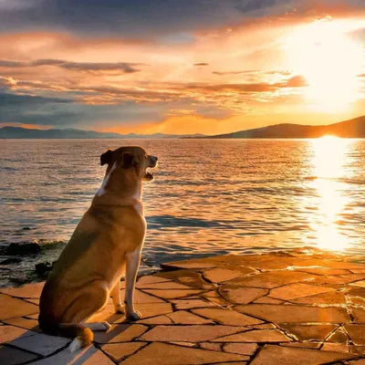 das Team Hund schaut in den Sonnenuntergang