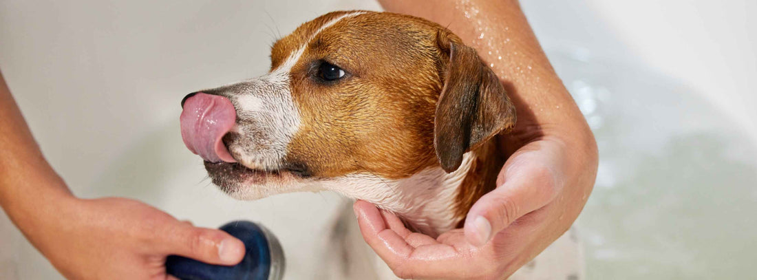 Sucrabest für Hunde – Magenschutz, Stoffwechselunterstützung in einem