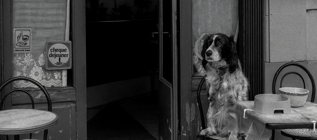 Stadthund: Wenn Hundehaltung auch zwischen Beton und Alltag funktioniert! eddy-shop Ratgeber 