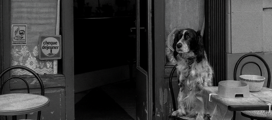 Stadthund: Wenn Hundehaltung auch zwischen Beton und Alltag funktioniert! eddy-shop Ratgeber 