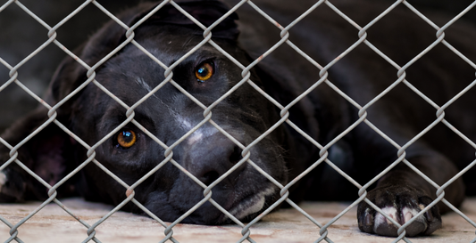 Die 3-3-3-Regel bei Adoptivhunden