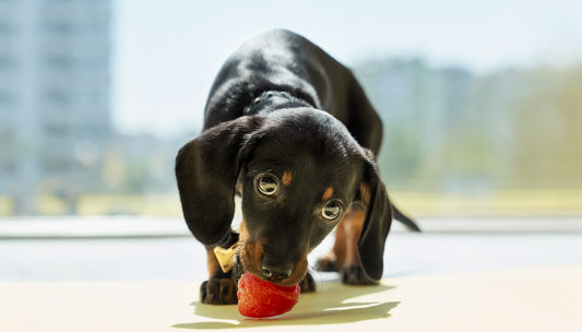 Was dürfen Hunde essen?  Sichere Snacks und gefährliche Lebensmittel
