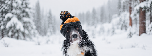 Früher wollte er im Schnee bleiben. Heute möchte er nach Hause.