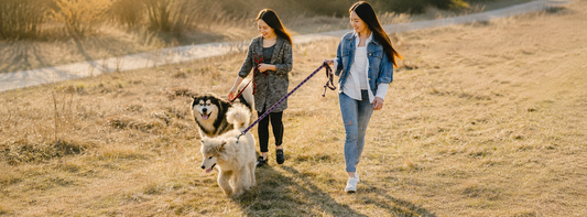 Brut- und Setzzeit 2026 Rücksicht nehmen, ohne dass Ihrem Hund etwas fehlt