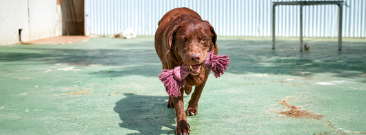 Hundespielzeug für ältere Hunde  Freude, die zu seinem heutigen Leben passt