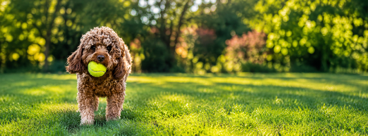 Labradoodle: Charakter, Haltung &amp; Fellpflege – passt er zu Ihnen?