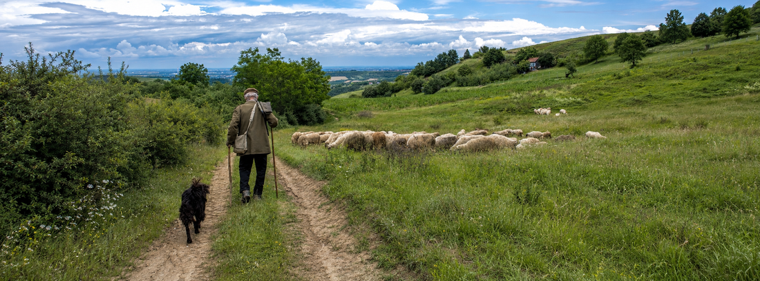 Wenn plötzlich Kühe auf dem Wanderweg! Kühe voraus, was nun? stehen