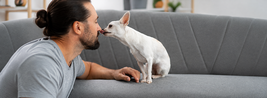 Warum leckt mein Hund mich ab?  &nbsp;Was Ihr Hund Ihnen damit sagen kann