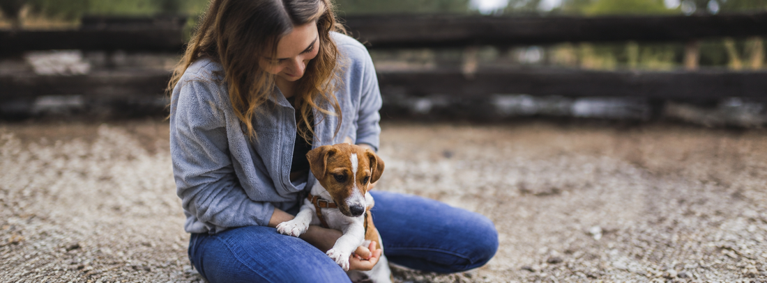Hundeknigge Die kleinen Dinge, an denen man gute Hundehalter erkennt