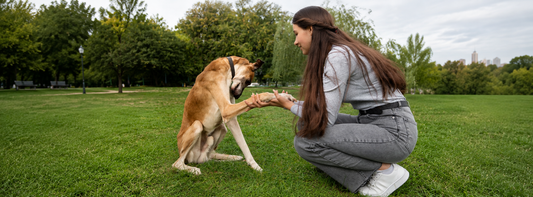 Neuer Hund zu Hause? Was ist sinnvoll?   So wird aus Unsicherheit ein guter Hundebegleiter!