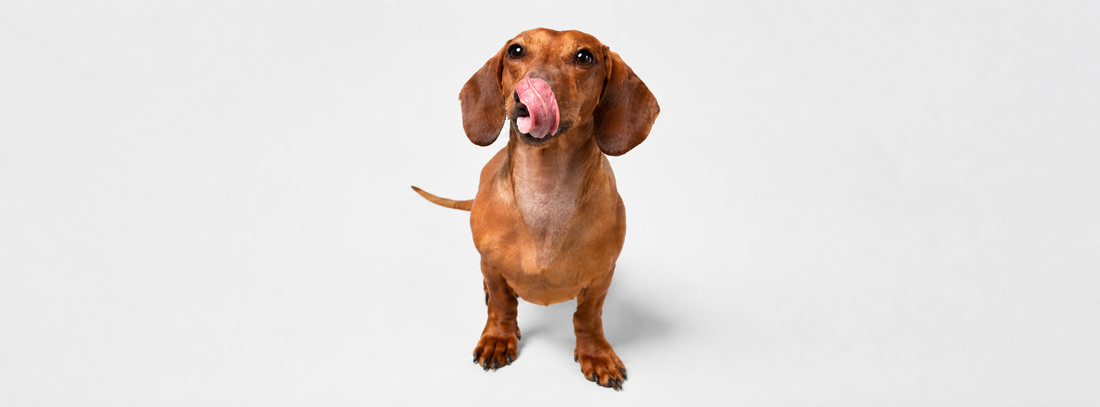 Sommerleckerlis für Hunde  10 sichere Snacks gegen Hitze-Langeweile