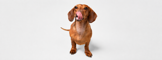 Sommerleckerlis für Hunde  10 sichere Snacks gegen Hitze-Langeweile